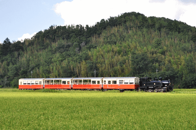 小湊鉄道のトロッコ列車を撮影
