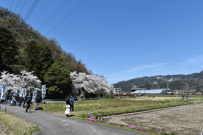 「えち鉄521プロジェクト2019桜とラッセルを撮ろう」の撮影会場