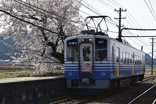 山王駅のホームの桜とえちぜん鉄道