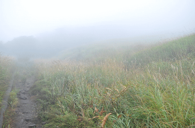 霧で何も見えない仙石高原のススキ