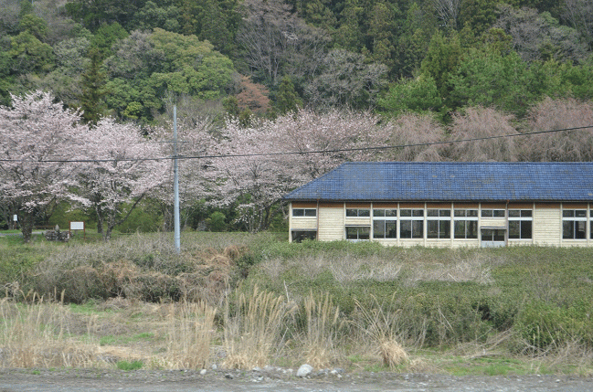 青部駅横の分校跡の桜