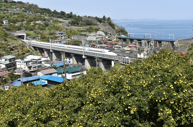 みかん畑と東海道新幹線と石橋橋梁