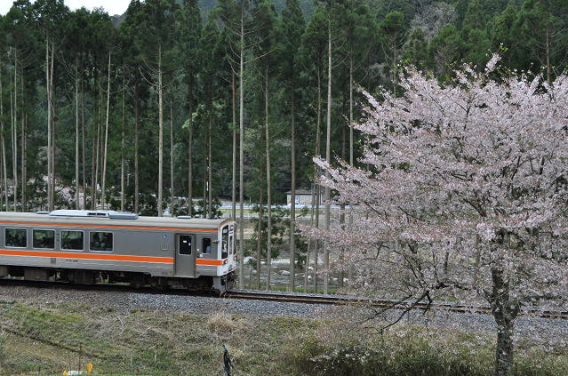 桜と名松線のキハ11形