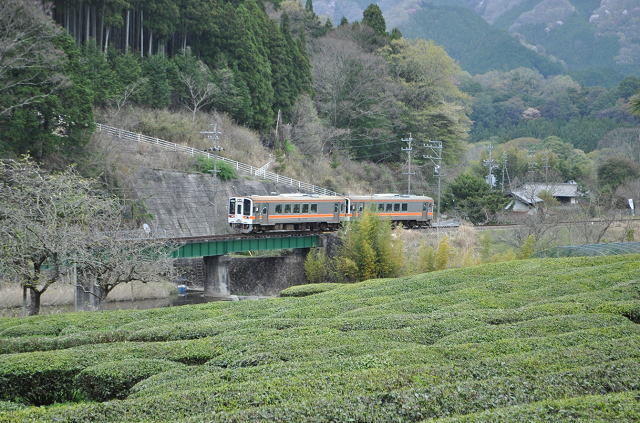 名松線のキハ11形と茶畑（伊勢鎌倉駅付近）