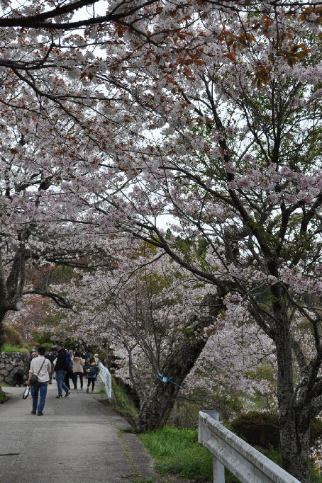 杉平バス停から三多気の桜に至る坂道