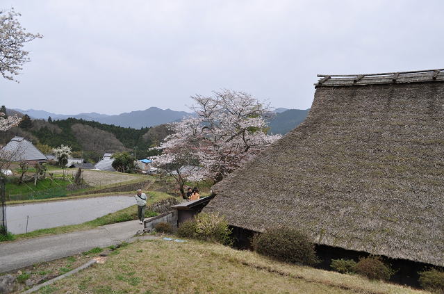 三多気の桜と古民家の風景