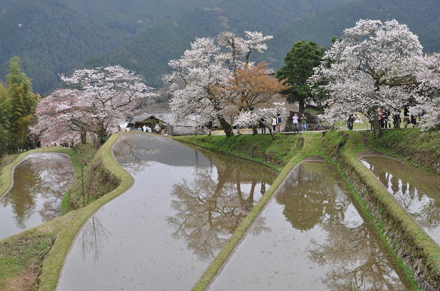 三多気の桜と棚田の風景