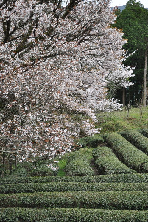 三多気の桜と茶畑の風景